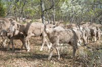 Improving Sheep Welfare During Transport: Stress Factors, Impacts, and Mitigation Strategies